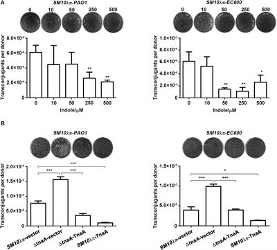 Indole Inhibits IncP-1 Conjugation System Mainly Through Promoting korA and korB Expression